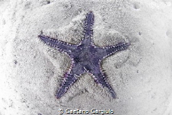 starfish sinking in sand by Gaetano Gargiulo 